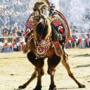 batux09 adlı kullanıcı