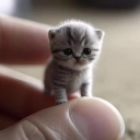 razorbladekiss adlı kullanıcı